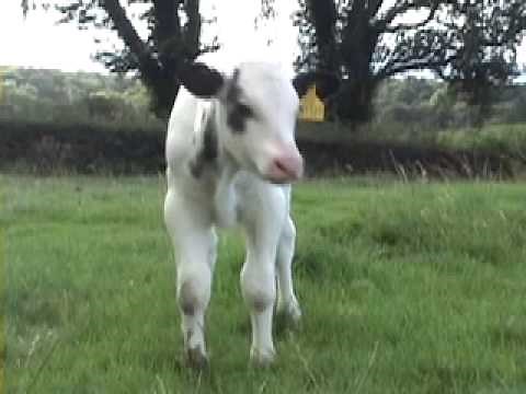 Holstein cow with Belgian Blue calf