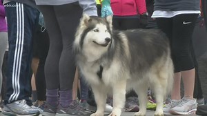 Run 4 Their Lives 5k raises funds, awareness to fight human trafficking