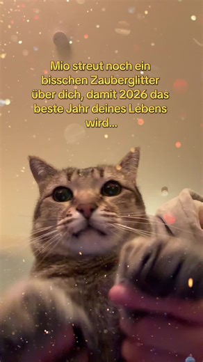Auf ein gutes 2026, das wir allen wünschen 🪄✨ #2026 #newyear #cats #katze #fyp