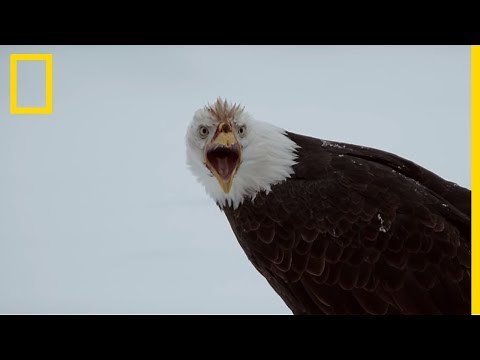 Réunion de 3 000 rapaces
