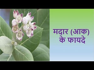 आक के चमत्कारिक फायदे । Aak Plant