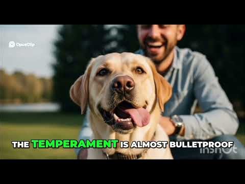 Labrador Retriever Pros and Cons (Full Guide)