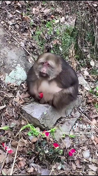 monkey.amazing on TikTok
