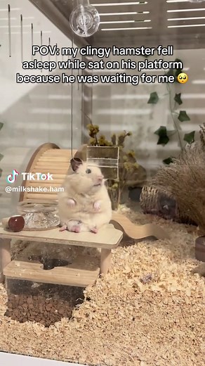 Clingy Hamster Waits for Evening Playtime