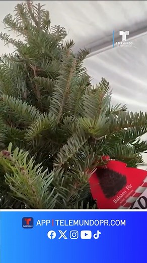 29K views · 290 reactions | ¡Naturales! Ya llegaron los árboles de Navidad a Guaynabo y hay de todos los tamaños y precios; desde $35 a $1,500.  | Telemundo PR | Facebook