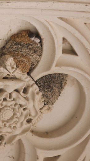 Exploring House Martins in Cambridge