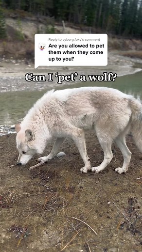 Petting Wild Wolves: Guidelines and Facts