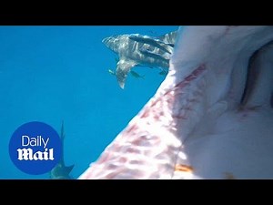 See what happens when a GoPro camera goes up against a shark - Daily Mail