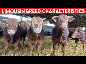 ⭕ LIMOUSIN CHARACTERISTICS ✅ Cattle Limousine
