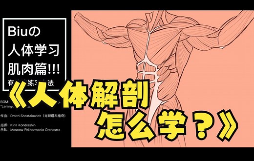 【人体解剖/肌肉】比起学习资料，你更应该知道是学习方法