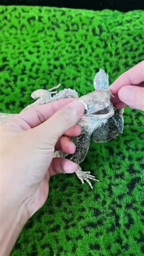 Ultraman Tiga's "Monster" Pet Lizard Turned Specimen! #Pet #Taxidermy #Lizard