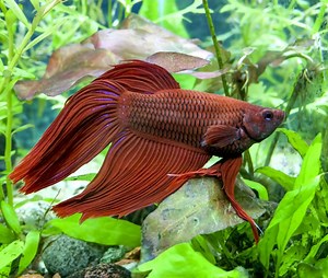 Do Betta Fish Sleep? | LoveToKnow Pets