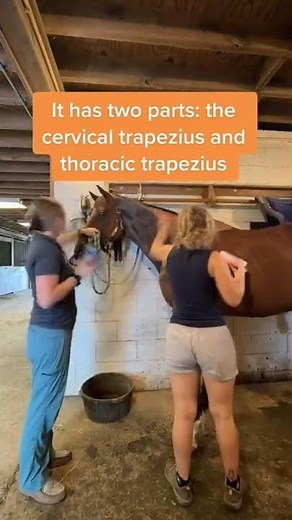 The Horse's Trapezius Muscles - Important For Building Your Horse's Top line
