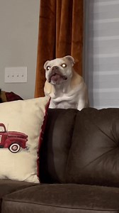 19 reactions · 4 comments | Bulldog Adventures on Reels | Facebook