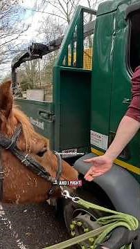 This lorry driver provided a lovely opportunity for young horse Leo #horse #equestrian #road #lorry