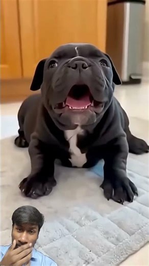 little dog doing fun 😂🤣 #funny #shorts