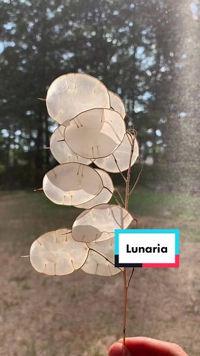 Harvesting Lunaria for September Wedding | Dried Flowers