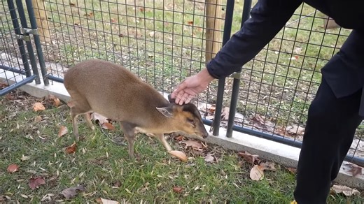 A fragile life on the line - inside a rare baby reindeer rescue