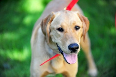 Goldador - Ultimate Guide (Temperament, Personality, Trainability etc.)