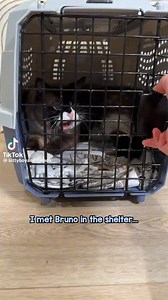 972K views · 69K reactions | "Aggressive" Cat 1-Month Transformation! ⁠ ⁠ ️: @kittyboyandfriends on TikTok | Modern Cat magazine | Facebook