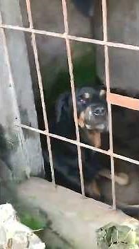 Forgotten Senior Dog Finally Discovers the Loving Home She Waited Years to Find