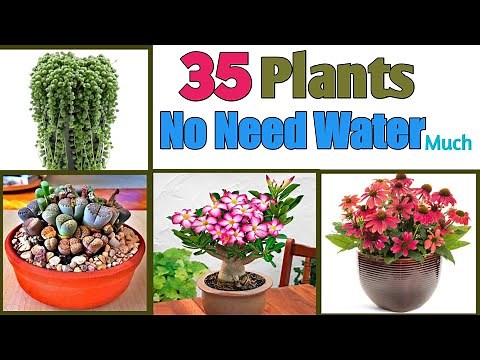 35 Best Plants that don't Need Water much | No Need Water Plants | Plants and Planting