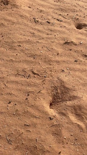 Desert Snake in Motion: An Up-Close Encounter