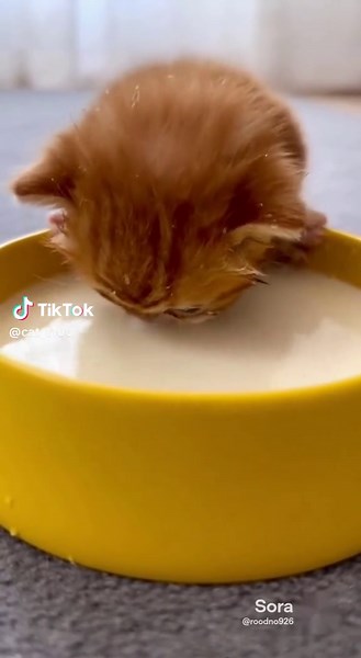Gatos y su amor por la leche