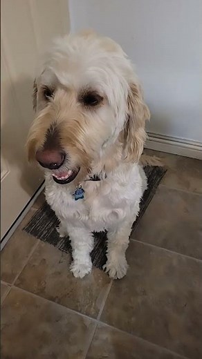 #music #random #dog #cute