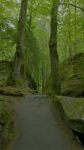 Serene Forest Pathway | Tranquil Green Nature Walk & Relaxing Ambience 4K 2025