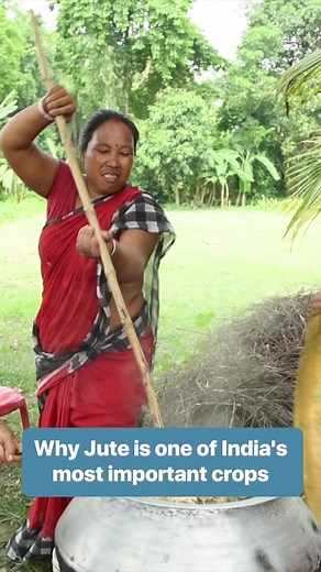 144K views · 745 reactions | Jute is used to make sacks for crops, as well as floor and prayer mats. #Jute #India #JuteMats | Business Insider | Facebook