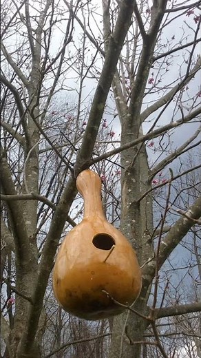 Garden Tour| Growing Gourds