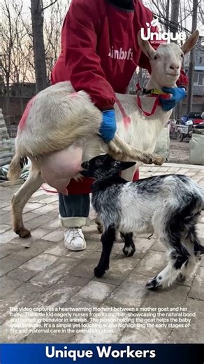 Baby Goat's First Meal: Adorable Kid Nursing from Mom