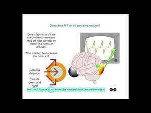 Lecture 4 Visual Perception of Motion 2015