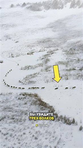 Мудрая стратегия волчьей стаи.