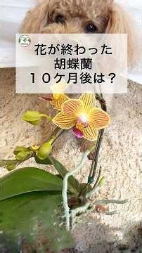#検証 花後の胡蝶蘭、10ケ月後どうなる？What will happen to the Phalaenopsis orchid after 10 months? #コチョウラン #胡蝶蘭