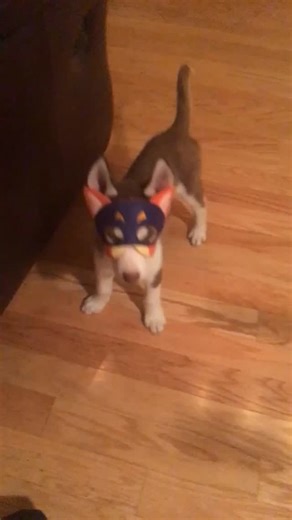 Grover’s first Halloween 🎃 🦊 . . . . #dogreel #huskylovers #huskypuppy #puppyreels #dogsofinstagram #reels #dogreelsofinstagram #dogreels #reels #viral | Grover the Red Siberian Husky