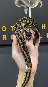 27 reactions | Leopard Ringger Ball Python | Brotherhood Reptiles | Facebook