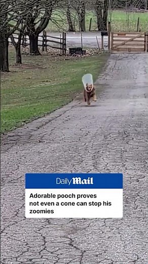 Dog proves not even a cone can stop zoomies