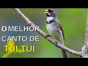 O MELHOR CANTO DE TUI TUI ZEL ZEL POR 10 HORAS