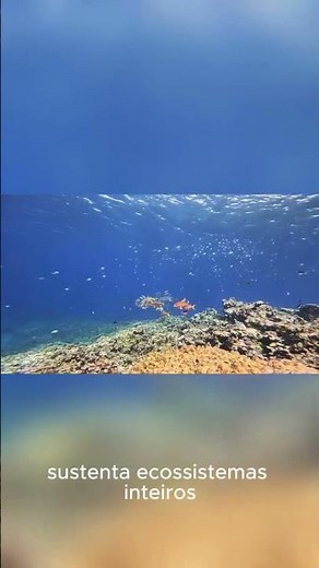 O fitoplâncton que sustenta o mar e está em risco