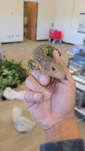 Wow, how gorgeous is this captive bred Cayman lizard? 😍 I can't find a name for this gorgeous girl. Anyone have any suggestions? 🤔 Come see them at Molina's Wicked Morphs - only place you can find captive bred Cayman lizards in Montana! 🦎 #Reptiles #Lizards #Cayman #Montana #Pets #Molina #GreatFalls #CaptiveBreeding #WickedMorphs #Microgeckos #reptilelove | Molinas Wick Morphs