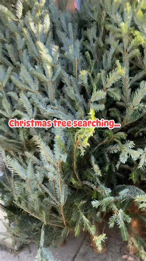 Searching for fresh Christmas tree @The Home Depot #Christmas | Marve Balbuena Corchado