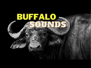 Buffalo Sounds | Buffalo sounds effects with no copyright | Buffalo grunts and moans