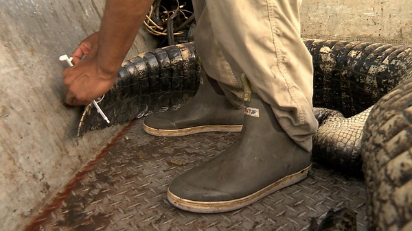 Watch Swamp People Season 12 Episode 14 | HISTORY Channel