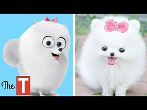 10 Secret Life Of Pets Characters In Real Life