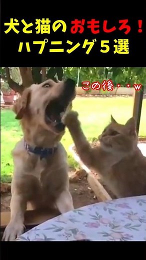 Funny moments with dogs and cats! 5 of the best #dogs #funny #cats #dontlaugh