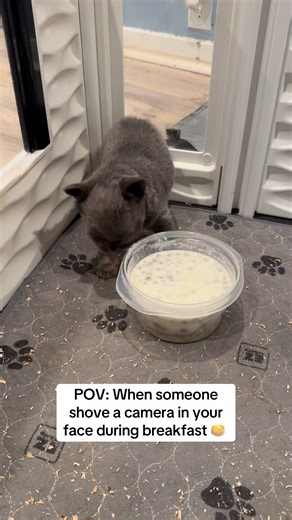 GFK on Instagram: "Her little milk mustache is the most adorable thing ever😩🥹 #frenchie #fluffyfrenchie #frenchiepuppy #puppy #frenchbulldog"