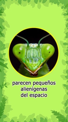 ¡Este insecto parece que siempre está rezando! 🐞 | Leo, El Explorador | Animación #shorts