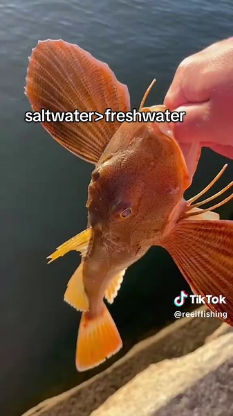 Freshwater Fishing Techniques for Anglers